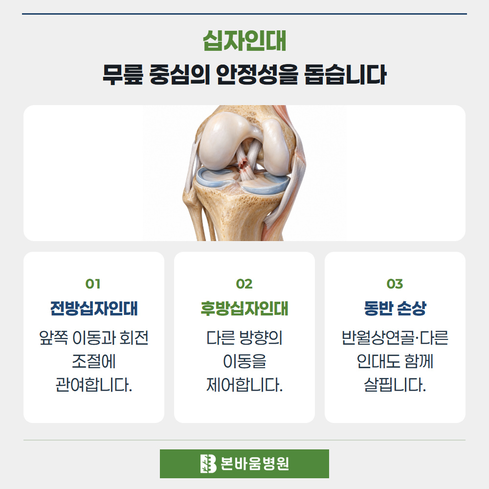 불광역정형외과 무릎 십자인대 손상 그림 — 십자인대 · 무릎 중심의 안정성을 돕습니다
